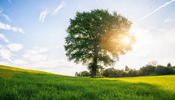 초원에 외로운 대머리 나무와 하늘을 활기찬 — 스톡 사진