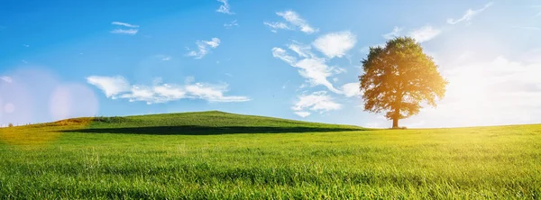 Viejo Solitario Árbol Calvo Prado Verde Fresco Vibrante Paisaje Rural — Foto de Stock