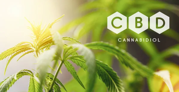 Flor Cannabis Cbd Planta Marihuana — Foto de Stock