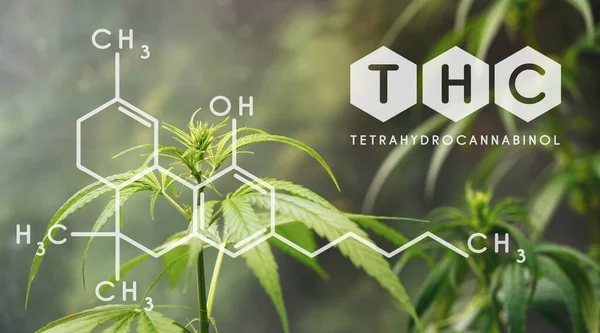 Thc Chemical Formula Hermoso Fondo Flores Cannabis Verde Lugar Para — Foto de Stock