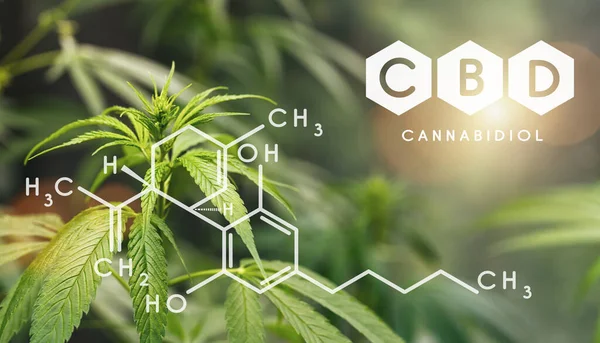Fórmula Estructural Del Cdb Industria Del Cannabis Cultivo Marihuana Negocio — Foto de Stock