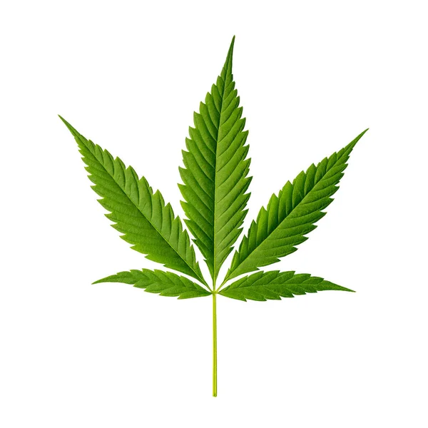 Cannabisblatt Indica Isoliert Auf Weiß — Stockfoto