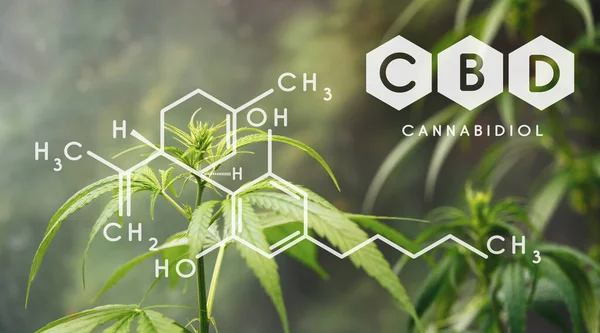 Cbd Fórmula Química Hermoso Fondo Flores Cannabis Verde Lugar Para — Foto de Stock