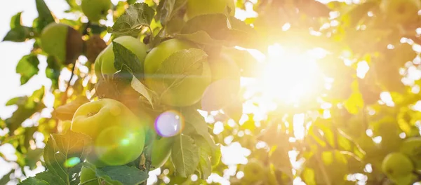 Manzanas Rama Del Manzano Rayos Brillantes Del Sol Espacio Copia — Foto de Stock