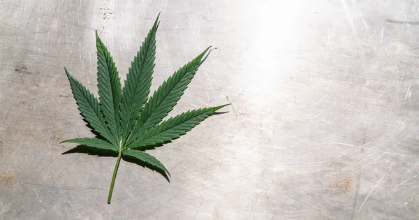 Weibliches Marihuana Blatt Auf Metallischem Hintergrund Bannergröße Kopierraum Für Ihren — Stockfoto