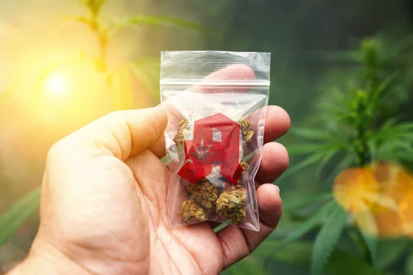 Hand Showing Cannabis Buds Plastic Bag Drugstore Sign Concept Herbal — Φωτογραφία Αρχείου