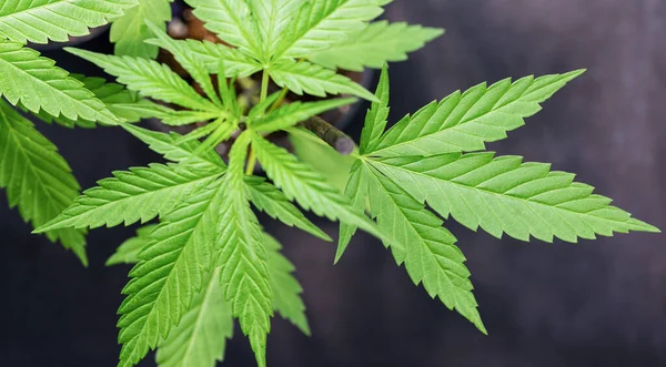 Reife Marihuana Pflanze Mit Blättern Textur Von Marihuana Pflanzen Auf — Stockfoto