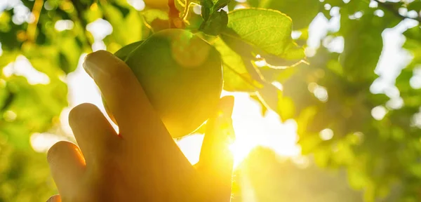 Woman Hand Picks Grenn Apple Tree Sunset Sunflare — Stock Photo, Image