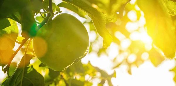 Manzanas Rama Del Manzano Espacio Copia Para Texto Individual Tamaño — Foto de Stock