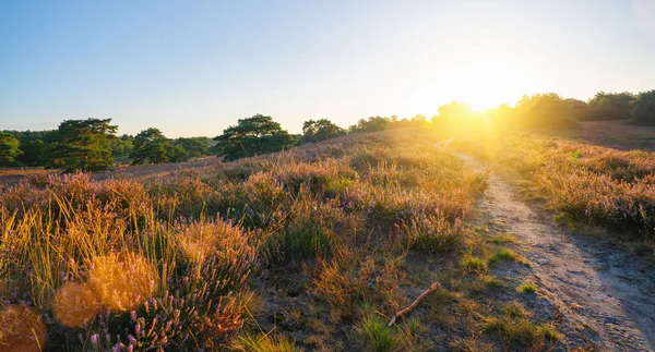 Path Endless Hills Blooming Heather Sunrise — Stockfoto