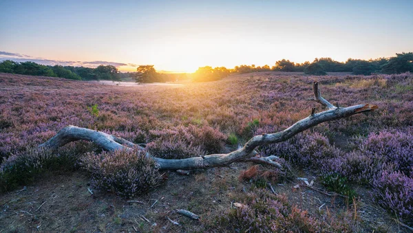 Sunrise Purple Heather Hills Bloom Bloomin Heather Hills Dutch Landscape — Stock Photo, Image