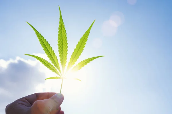 Cannabis Blatt Gegen Den Himmel Hand Hält Ein Marihuana Blatt — Stockfoto