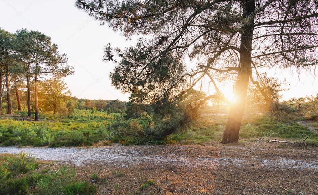 heather landscape with sun rays shining through a tree. brunssummerheide