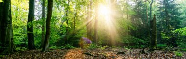 Yeşil bir ormanda güzel güneş ışınları