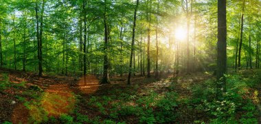 Panorama of a beautiful forest at sunrise  clipart