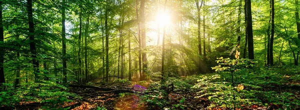 Forêt Silencieuse Printemps Avec Beaux Rayons Soleil Lumineux — Photo