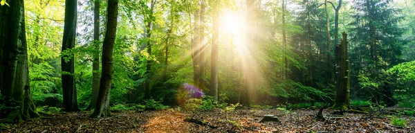 Belos Raios Luz Solar Uma Floresta Verde — Fotografia de Stock