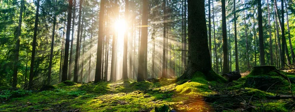 Bosque Escénico Árboles Hoja Caduca Con Sol Brillante Que Ilumina — Foto de Stock