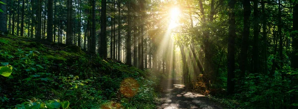 Panorama of a way in to the green forest of deciduous trees with the sun casting its rays of light through the foliage