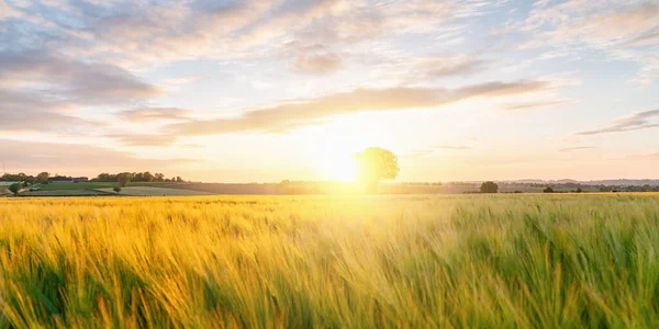 Gold Wheat Flied Panorama Tree Sunset Clouds Rural Countryside — Stock Photo, Image