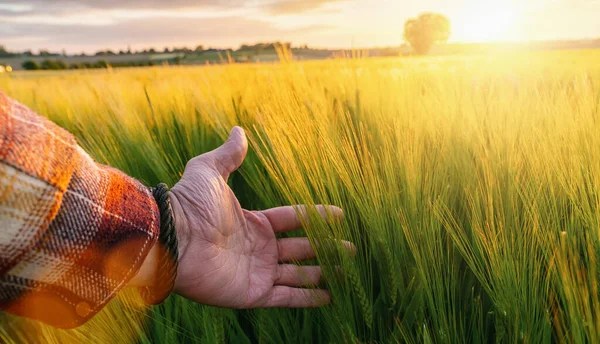 Weizen Sprießt Der Hand Eines Bauern Landwirt Geht Bei Sonnenuntergang — Stockfoto