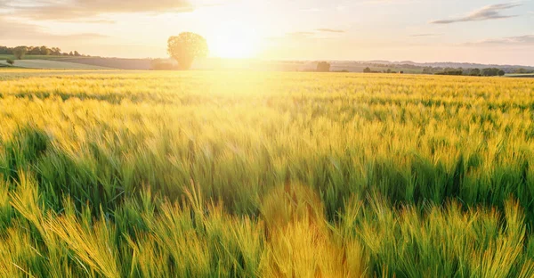 Frischer Weizen Flog Mit Baum Bei Sonnenuntergang Mit Wolken Landwirtschaft — Stockfoto