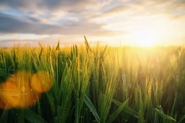 Pszenica Latał Zachodzie Słońca Chmur Rolnictwo Koncepcja Obrazu — Zdjęcie stockowe