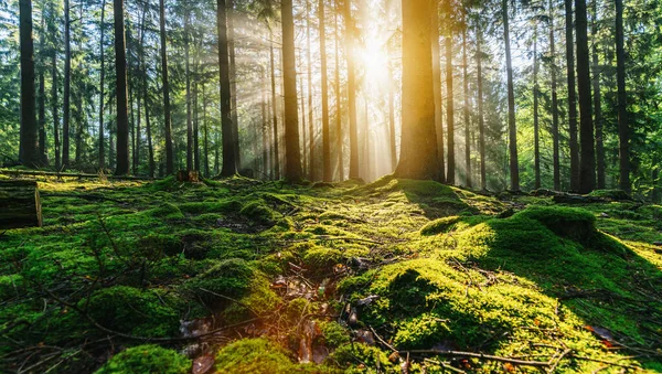 Paisagem Tranquila Uma Floresta Verde Com Sol Lançando Raios Luz — Fotografia de Stock