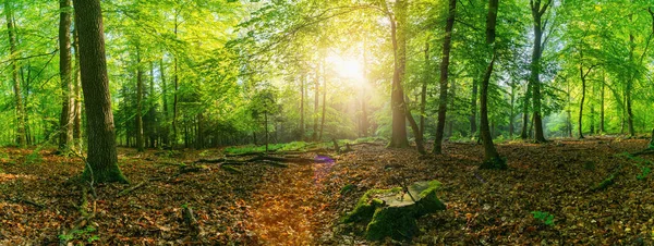 美丽的森林全景 绿油油的落叶树 阳光透过树叶射出光芒 — 图库照片