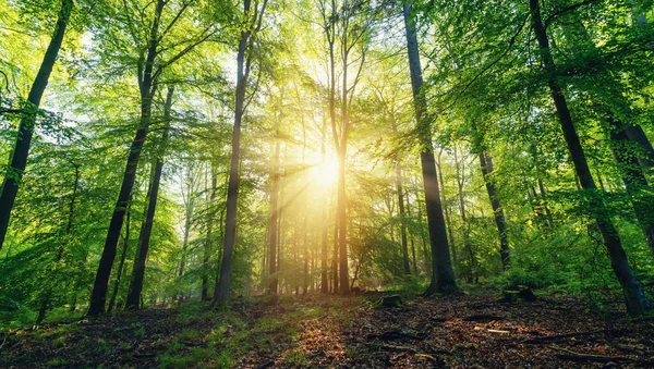 Bela Floresta Primavera Com Sol Brilhante Brilhando Através Das Árvores — Fotografia de Stock