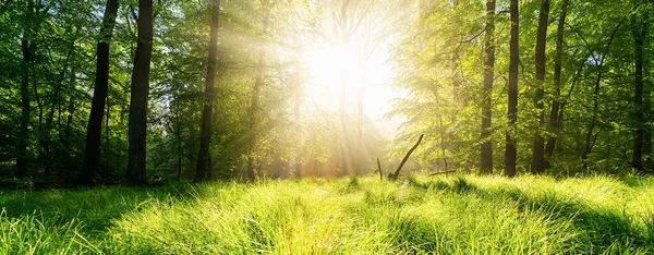 Silent Forest Spring Sunny Day Beautiful Bright Sun Rays Banner Stock Image