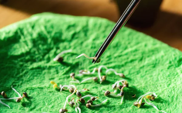 Germinando Sementes Cannabis Pano Tecido Molhado Com Pinças — Fotografia de Stock