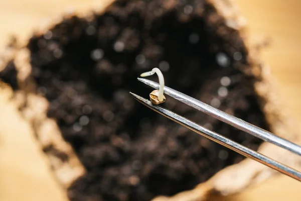 Cımbızlar Esrar Tohumlarını Tencerenin Üzerinde Tutarken Marihuana Yetiştirme Konsepti Oluştururken — Stok fotoğraf