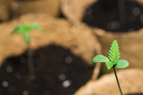 Baby Cannabis Növény Marihuána Termesztés Vegetatív Szakasza Beltéri Marihuána Növekvő — Stock Fotó