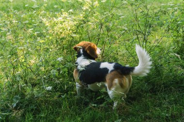 Köpek Beagle tarlada yürüyor.