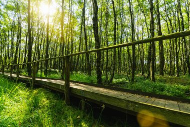 Eğreltiotları ve güneş ışığıyla sihirli ormana giden ahşap yol, yaz akşamı günbatımı. 