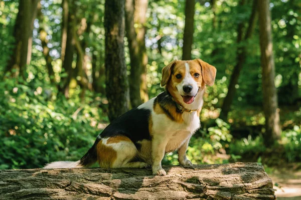 Schöner Beagle Hund Sitzt Auf Einem Baumstamm — Stockfoto
