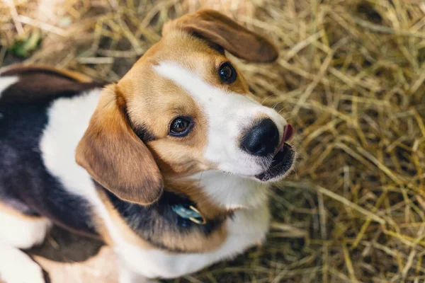 Słodkie Tło Psa Beagle — Zdjęcie stockowe