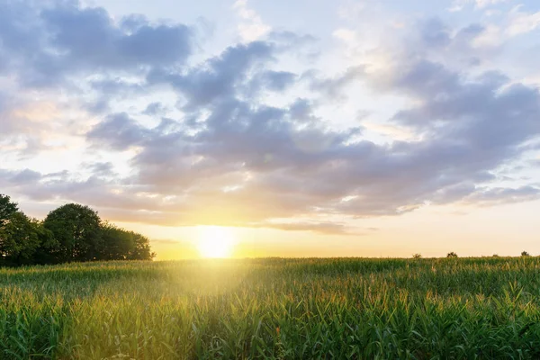 Sommerlandschaft Weizenfeld Bei Sonnenuntergang — Stockfoto