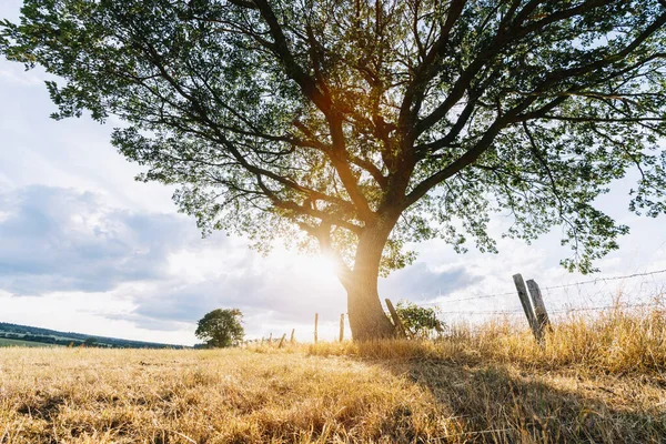 Magical Sunrise Oak Tree — Stock Photo, Image