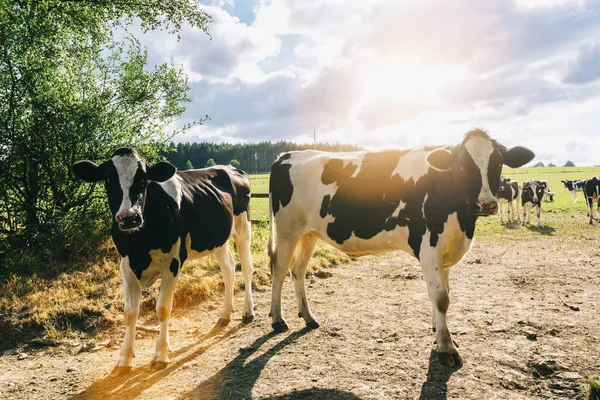 Kühe Auf Einer Weide Bei Sonnenuntergang — Stockfoto