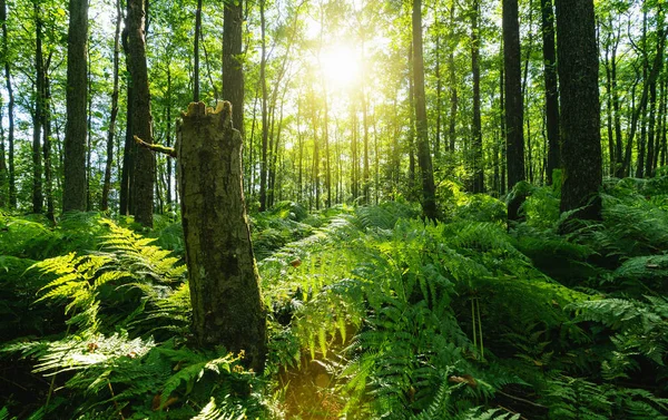 Rayons Soleil Brille Travers Forêt Naturelle Hêtres Fougères Couvrant Sol — Photo