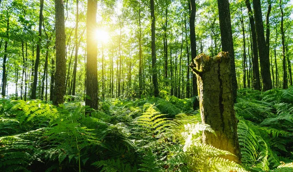 Floresta Mágica Escura Com Sol Samambaias Cobrindo Solo — Fotografia de Stock