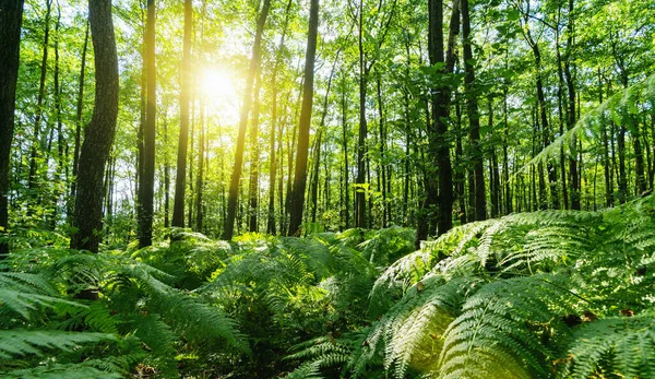 Сонячні Промені Сяють Через Чарівний Ліс Папоротями Покривають Землю — стокове фото