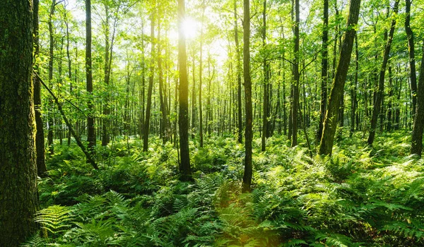 Raios Sol Brilhando Através Floresta Natural Árvores Faia — Fotografia de Stock