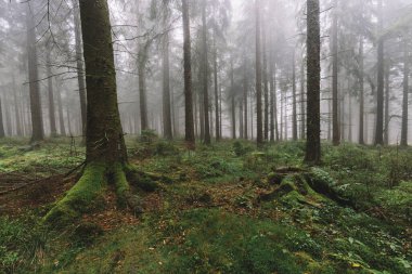 sisli koyu çam ağacı ormanı