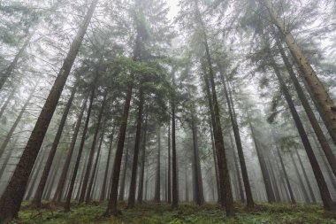 Çam ağaçları ve sisli vahşi doğa ormanı