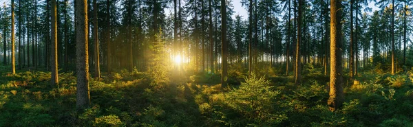 Panorama Del Bosque Con Luz Del Sol — Foto de Stock