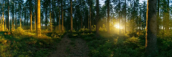 Путь Лесную Панораму Солнечным Светом — стоковое фото
