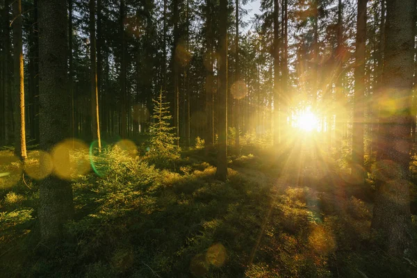 Stiller Wald Frühling Mit Schönen Hellen Sonnenstrahlen — Stockfoto